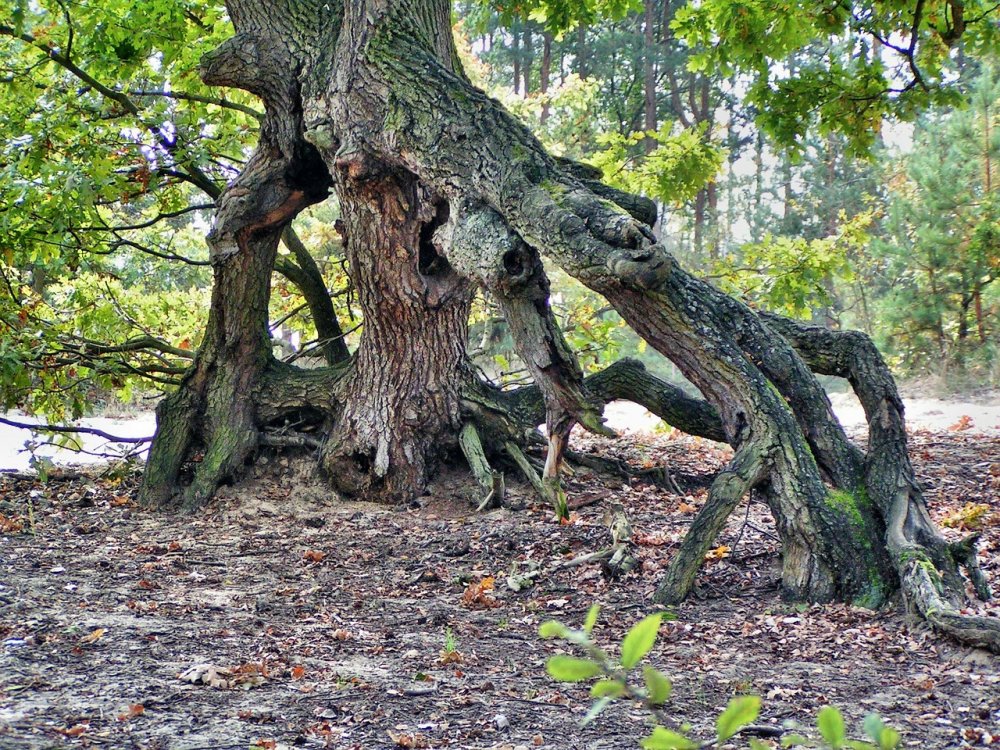Переплетенные корни деревьев