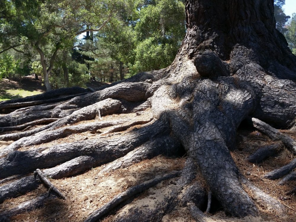 Многовековое дерево
