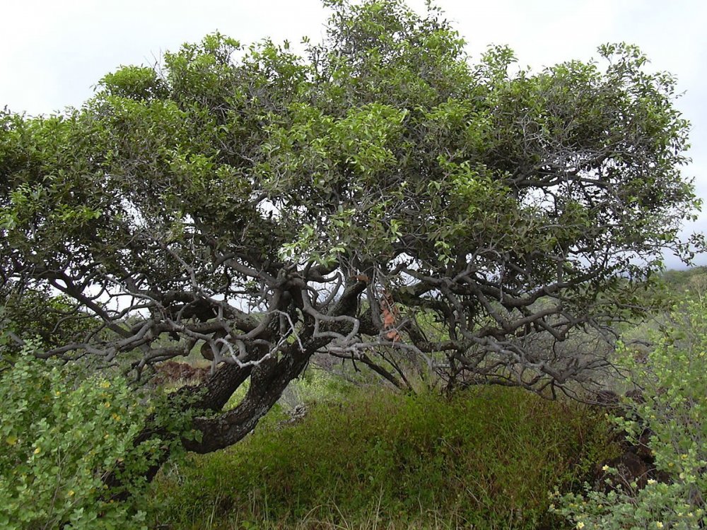 Эбонитовое дерево
