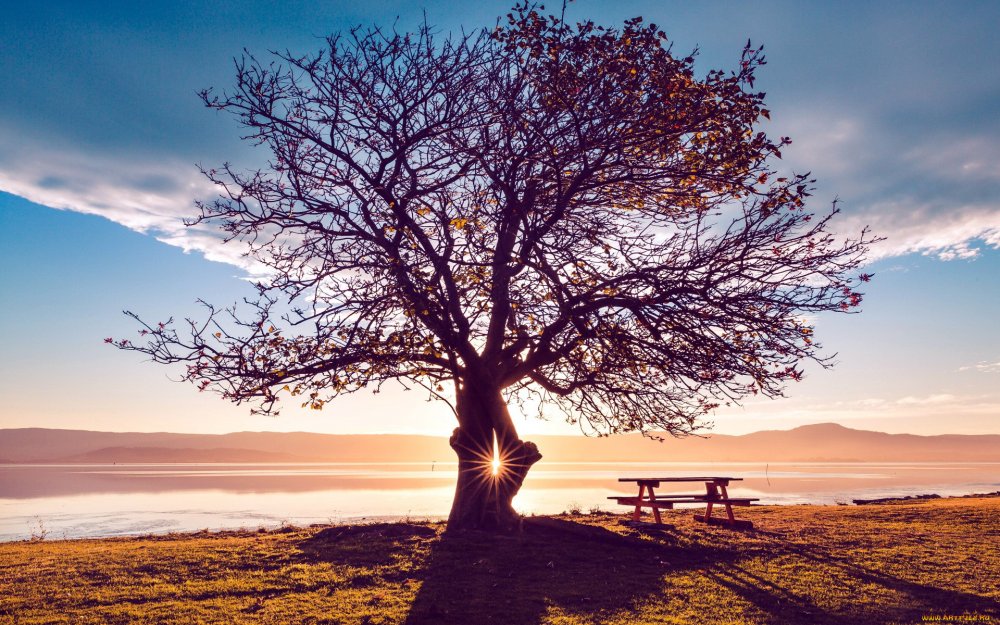 Красивое одинокое дерево