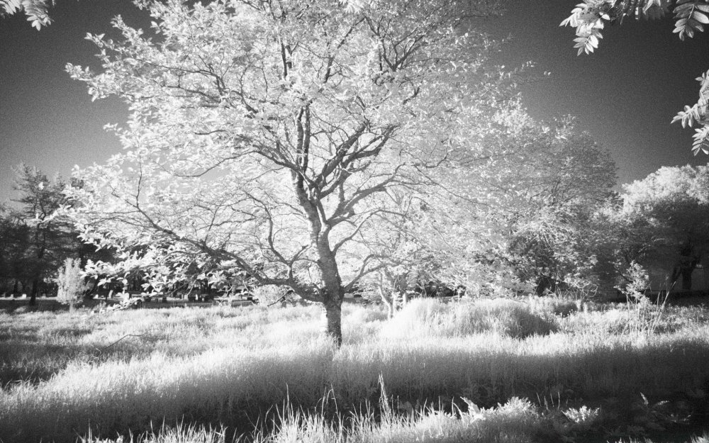 Фотообои черно-белое дерево