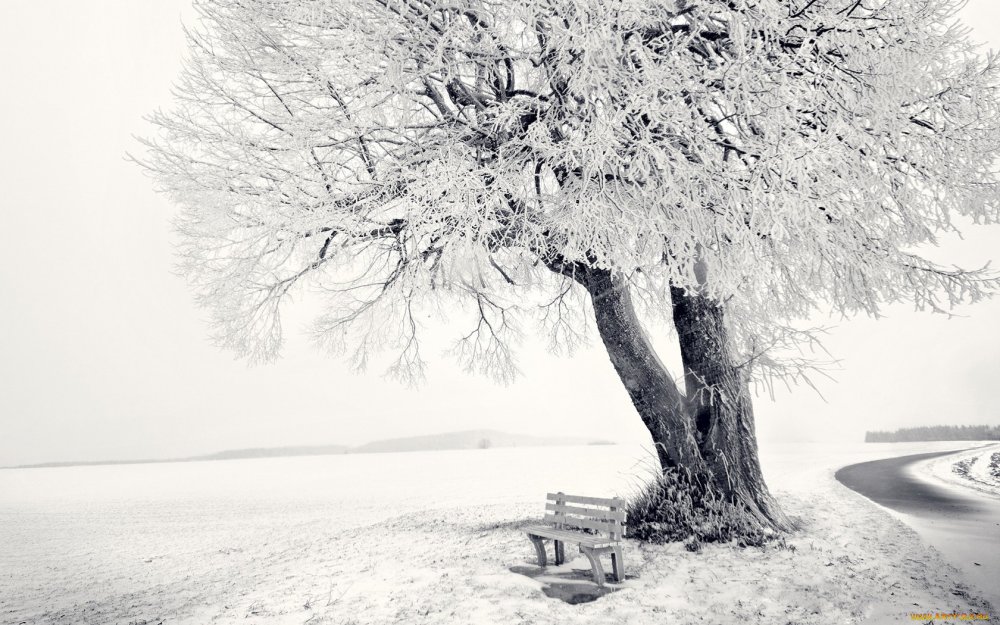 Зимнее дерево