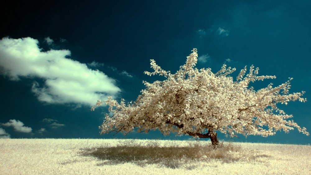 Одинокое цветущее дерево