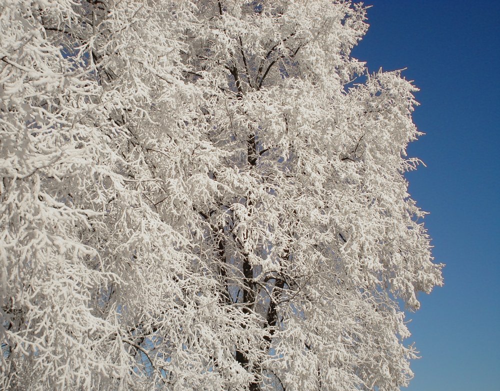 Белое дерево