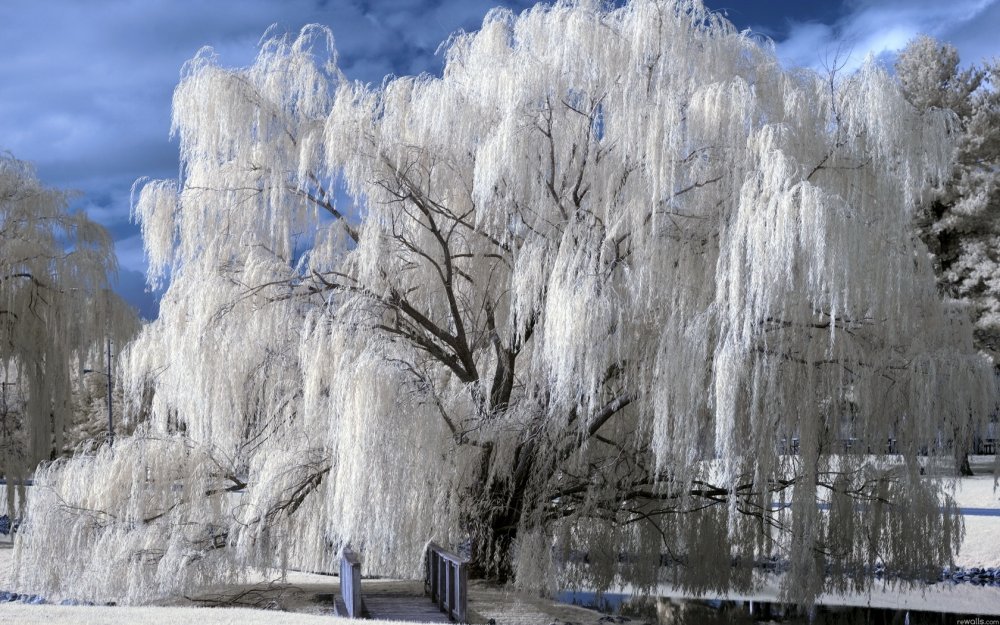 Плакучая Ива дерево зимой