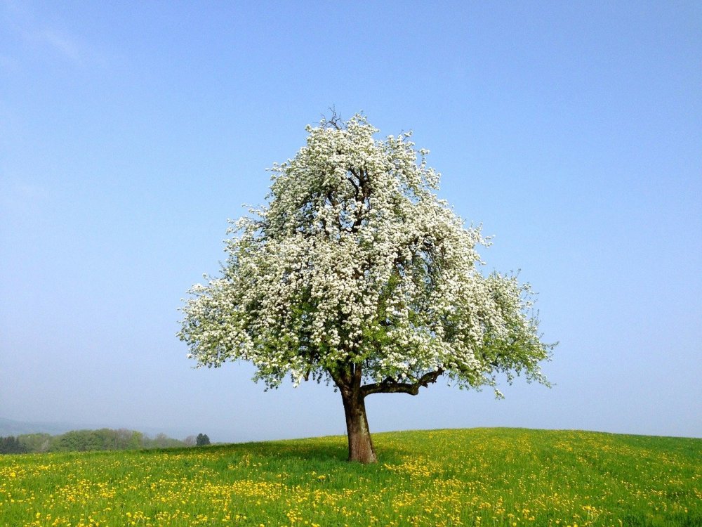 Дерево с белой древесиной