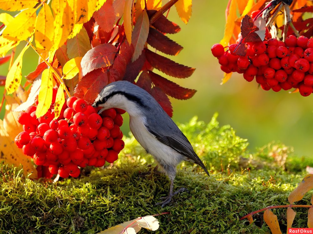 Осенние птицы