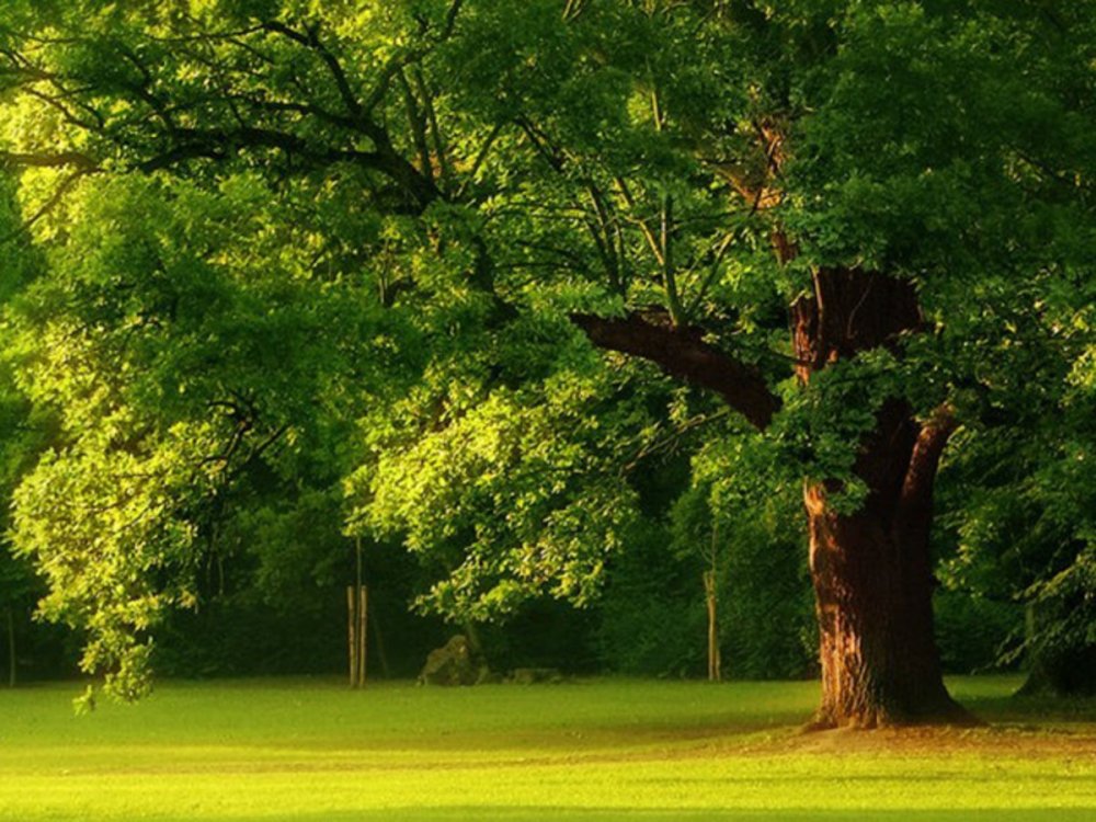 Дерево на зеленой Поляне