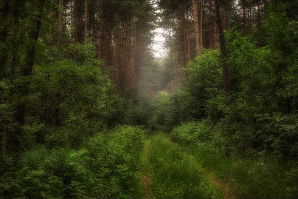Дремучие Белорусские леса