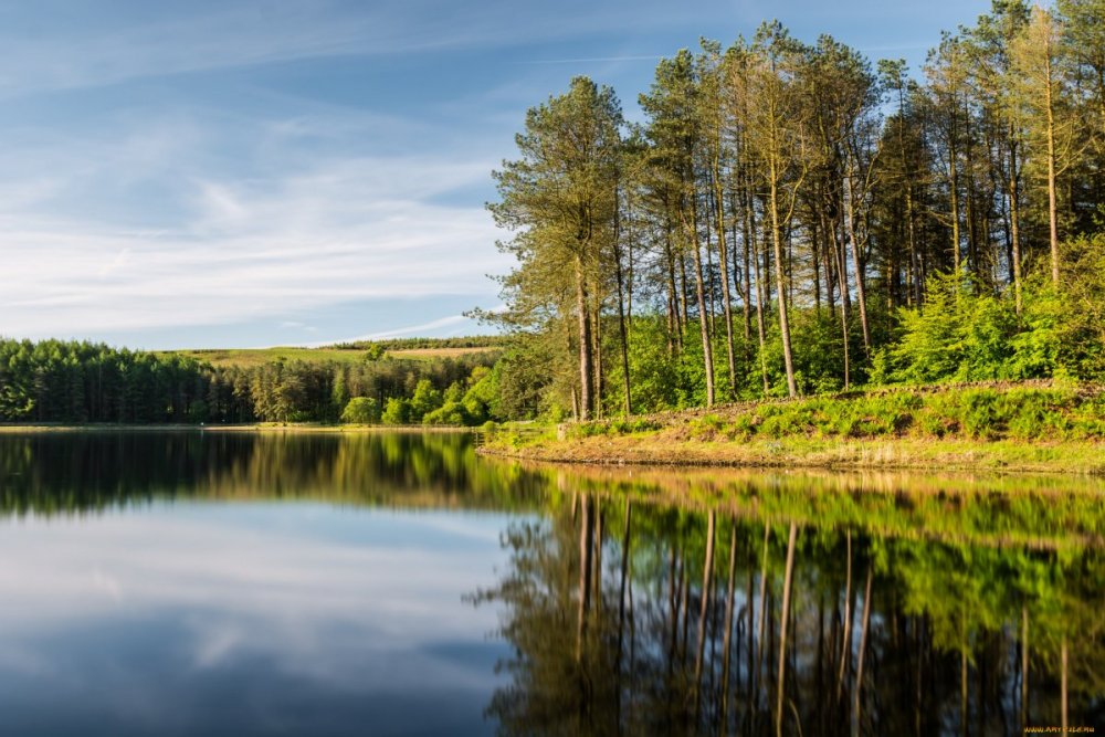 Природа Беларуси лес озеро