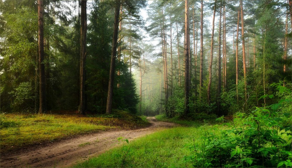 Сосновый лес в Белоруссии