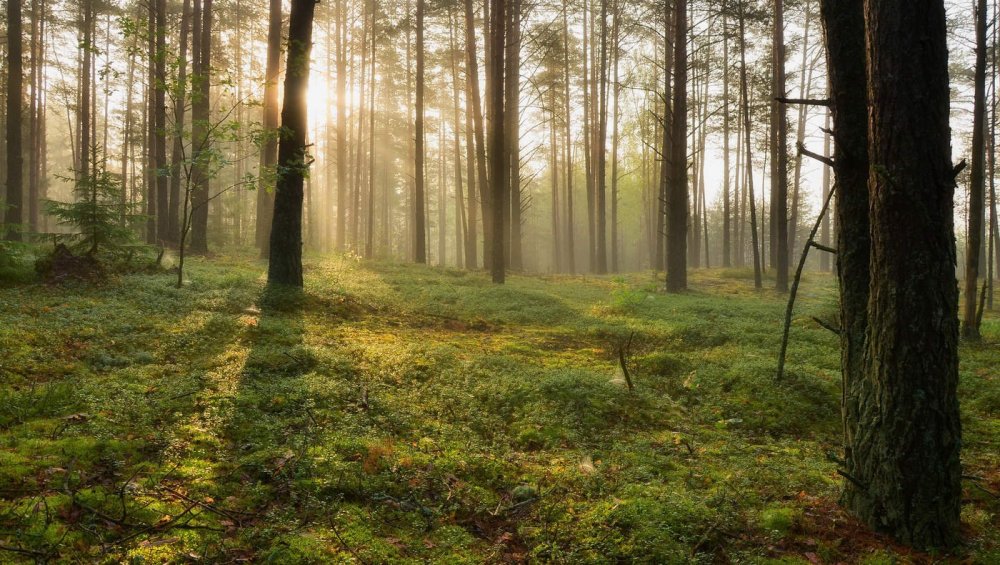 Красивый лес Белоруссии