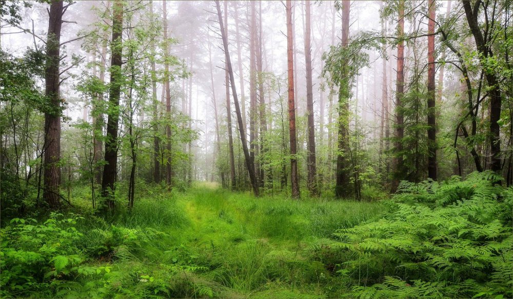 Красивые леса Беларуси