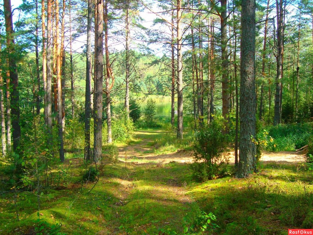Лес в Белоруссии