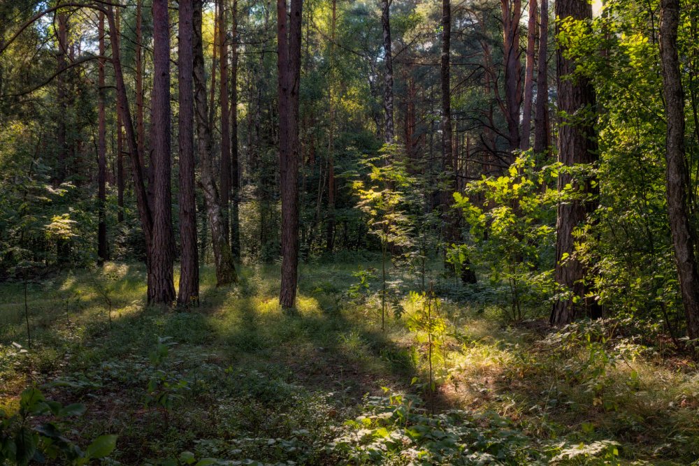 Белорусский лес фото