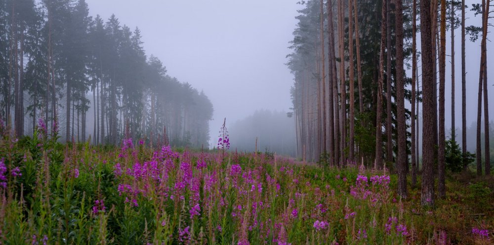 Леса Белоруссии фото