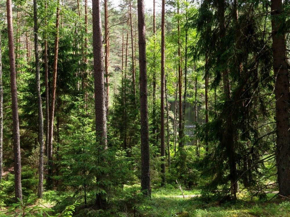 Беларусь лес 37%
