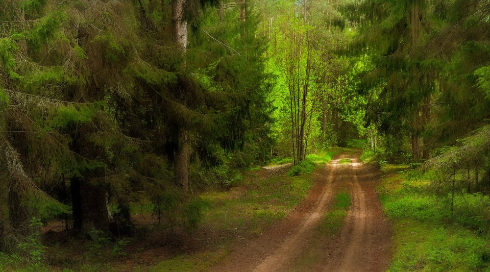 Природа Белоруссии леса