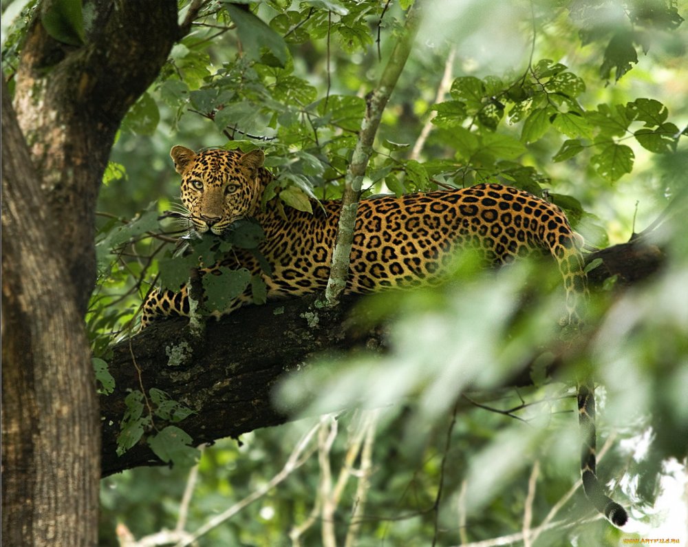 Африканская Саванна леопард
