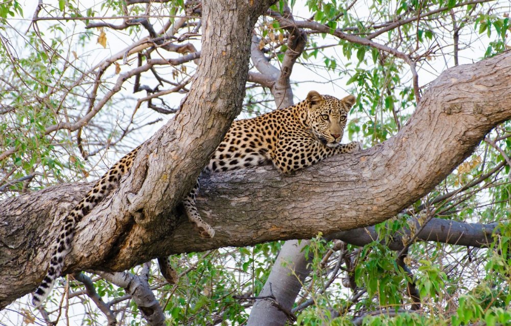 Национальный парк Серенгети леопард