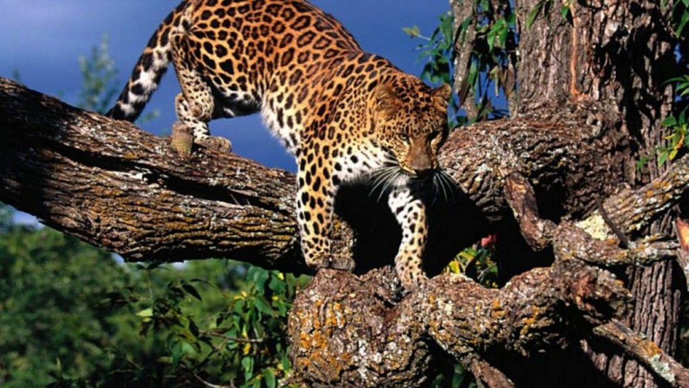Леопард лазает по деревьям