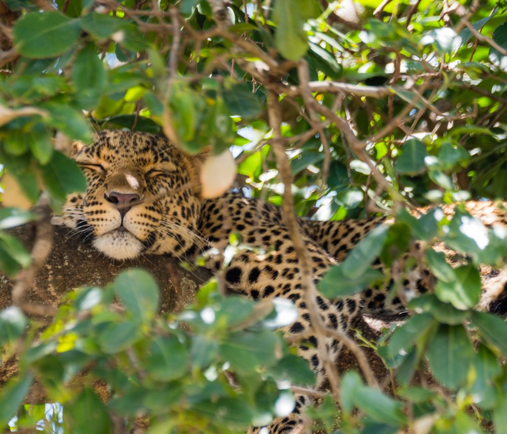 Леопард под деревом