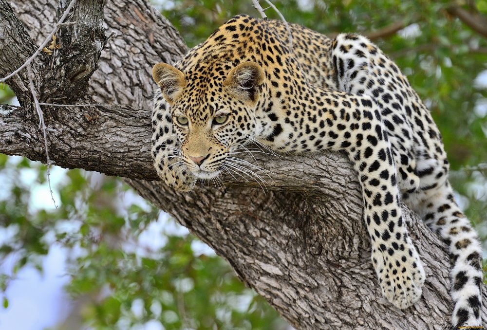 Леопард лазиет по дереву
