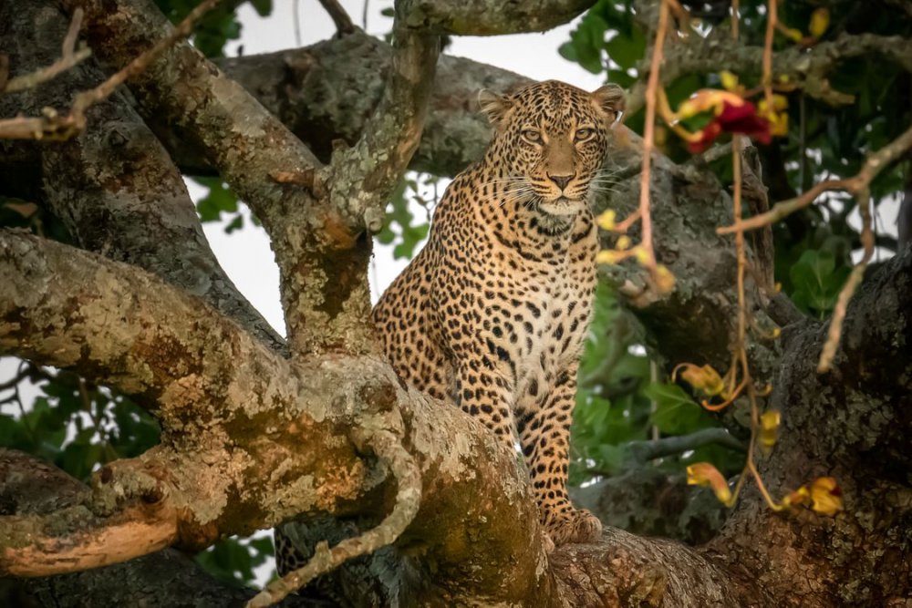 Леопард в Африке