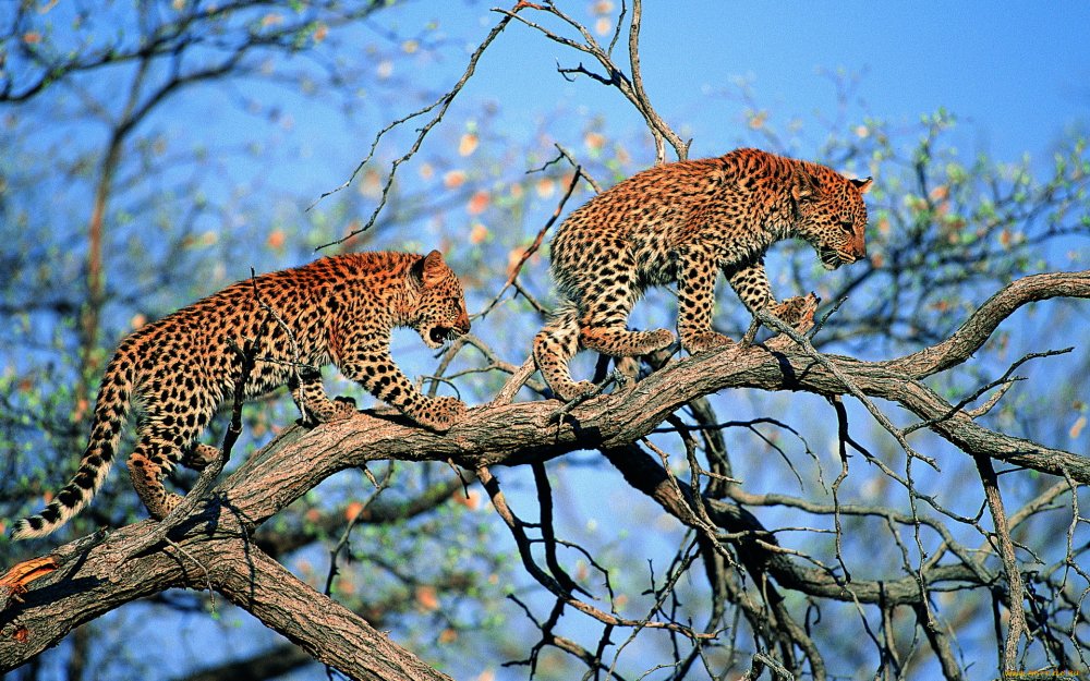 Покровительственная окраска леопард