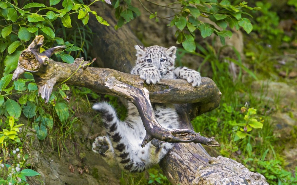 Леопард спит на дереве