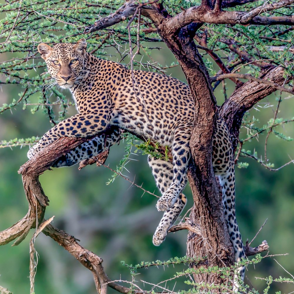 Leopards often Hunt from Trees, lying in wait on a Branch.