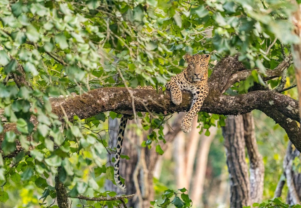 Леопард на дереве страшный