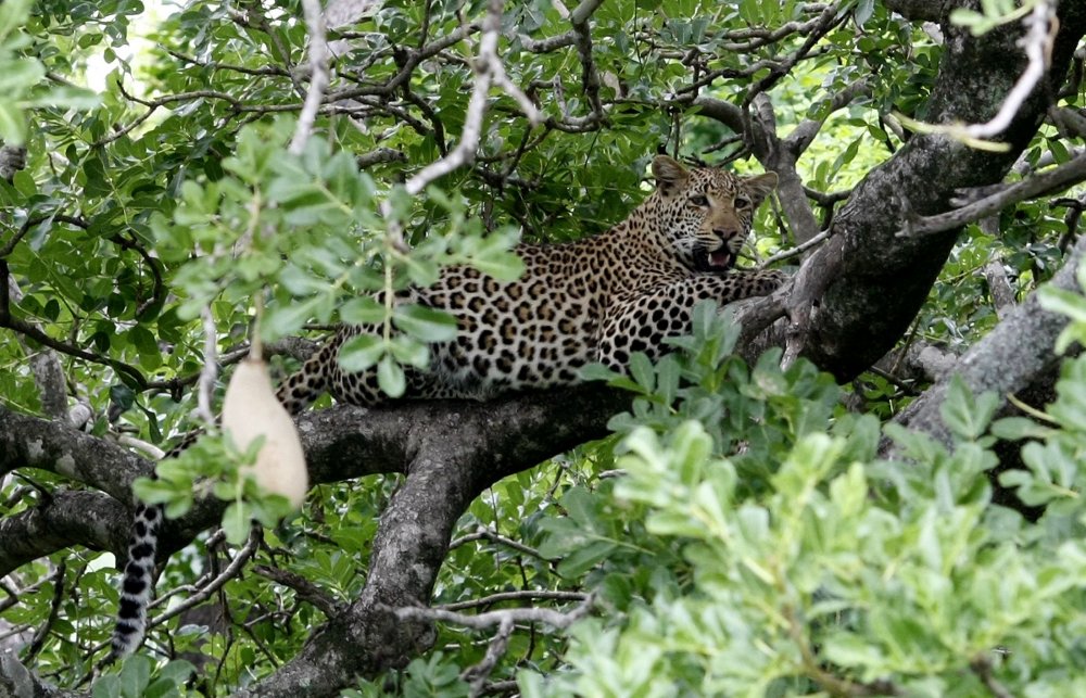 Гепард лазит по деревьям