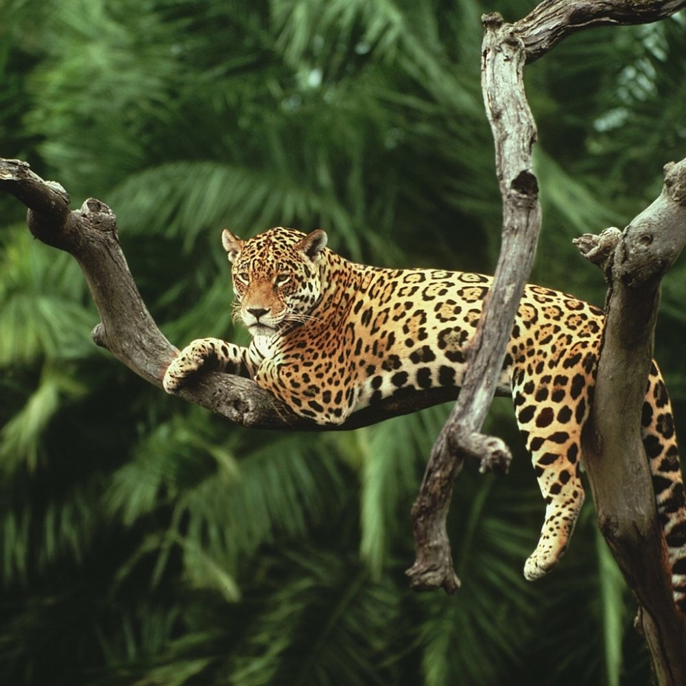 Леопард маскировка в природе