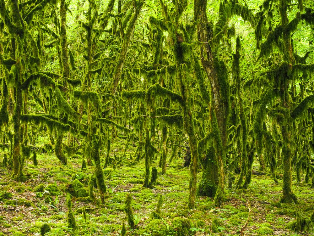 Самшитовый лес Абхазия (96 фото) - 96 фото