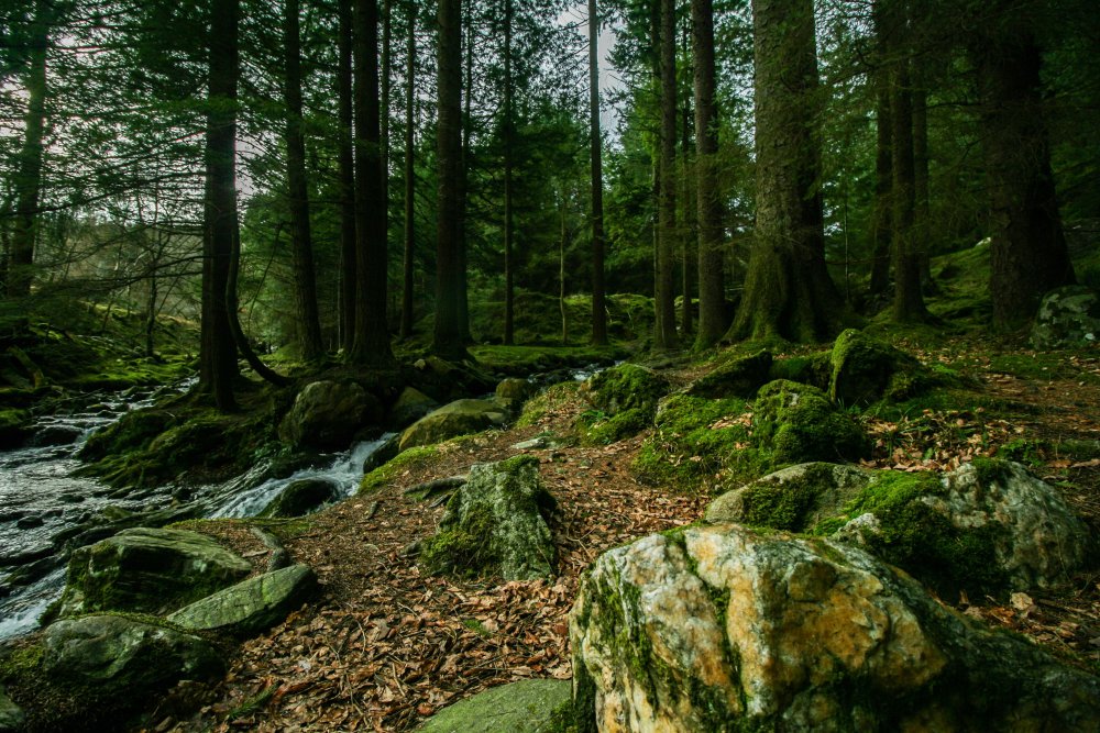 Северная Ирландия леса