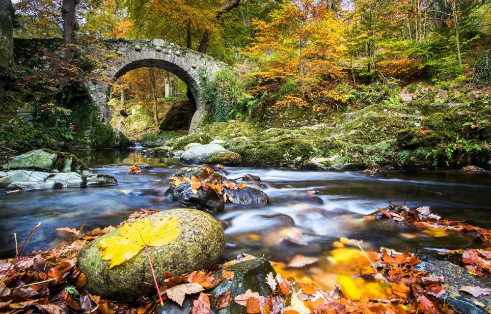 Ирландия природа лес осень