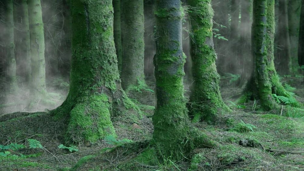 Северная Ирландия леса