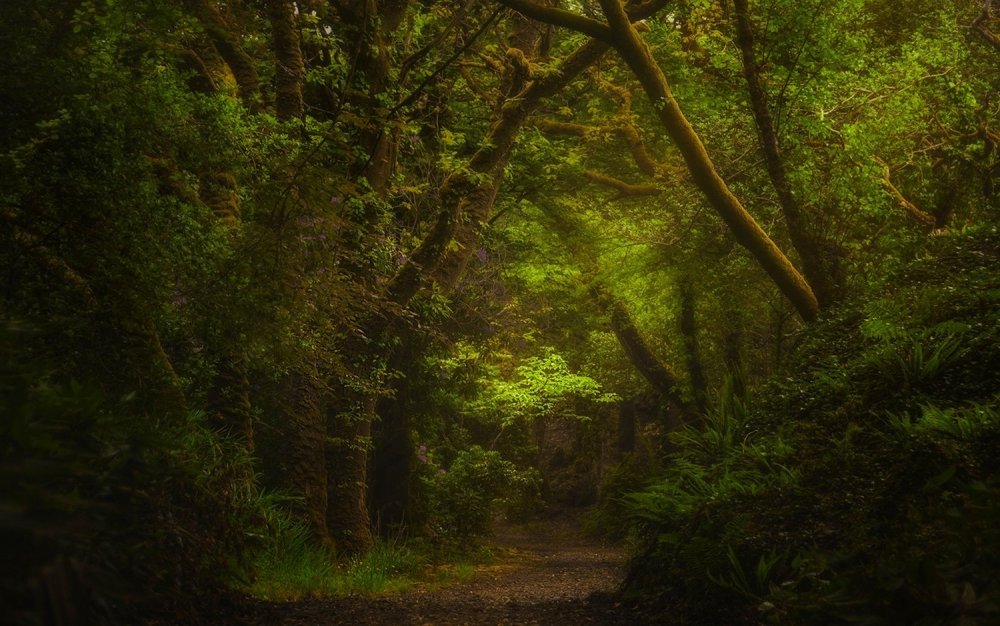 Природа Ирландии леса