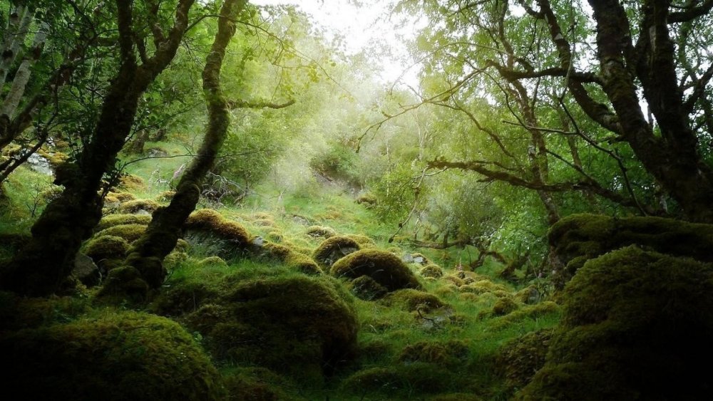 Ирландия природа лес