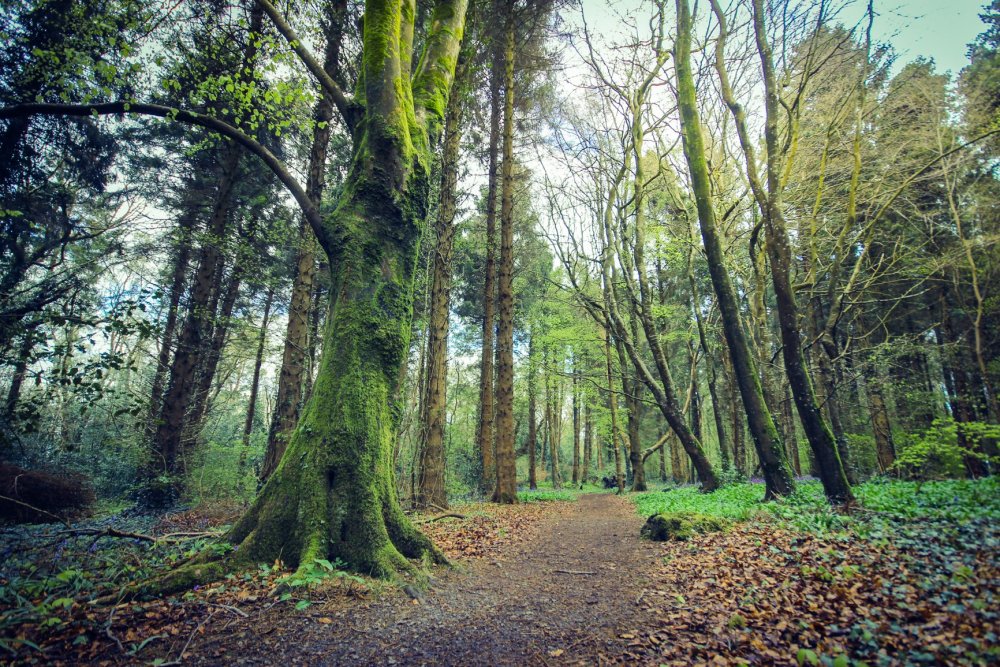 Тисовый лес в Ирландии