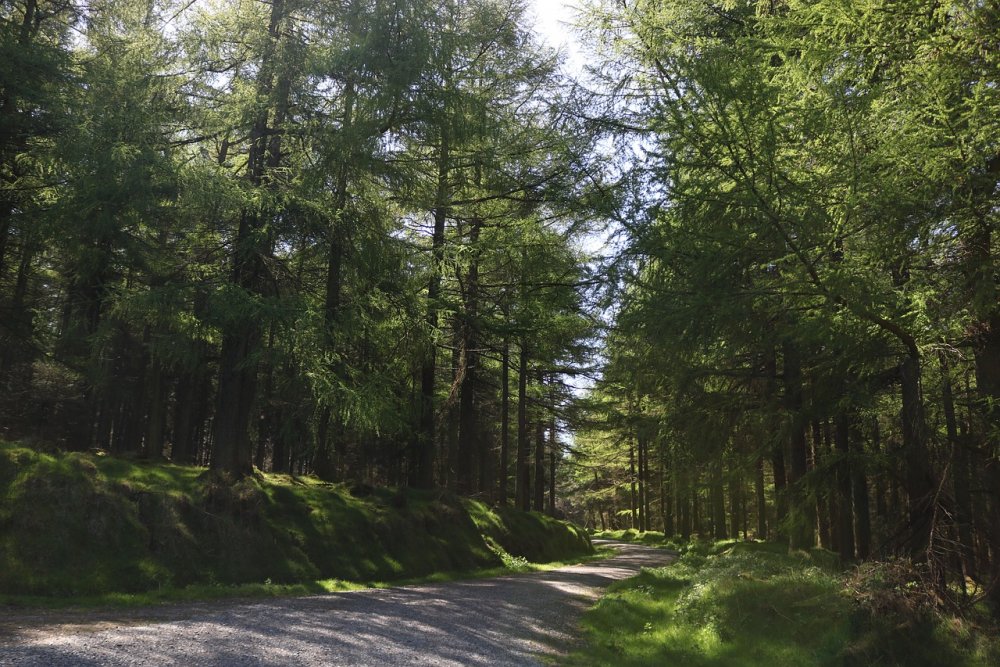 Кельтские широколиственные леса Ирландии