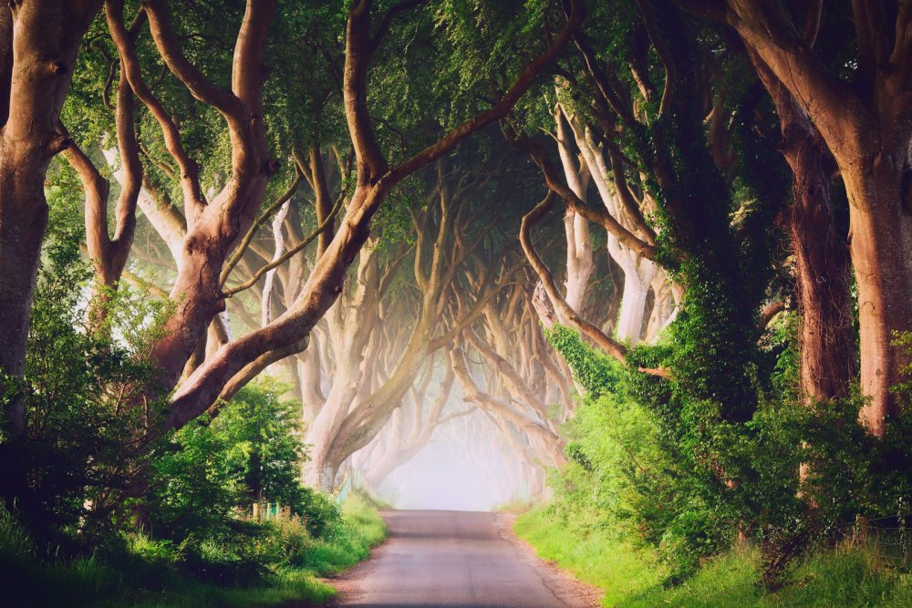Ирландия вековые деревья лес