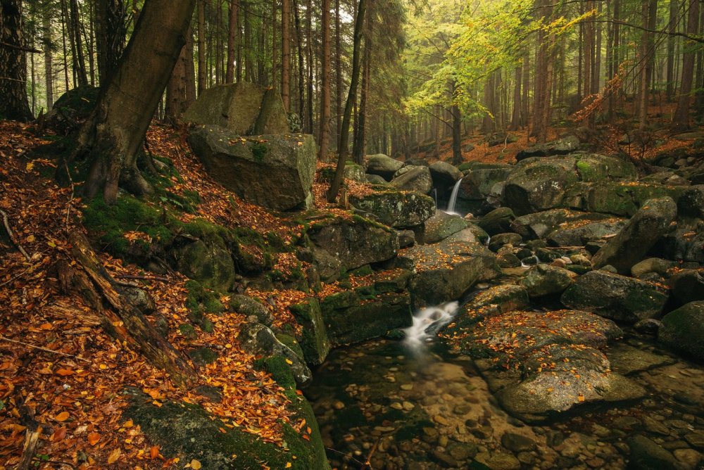 Ирландия природа лес осень