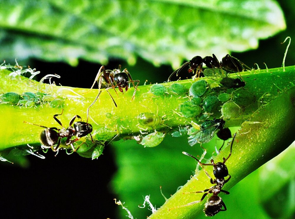 Мутуализм муравьи и тля