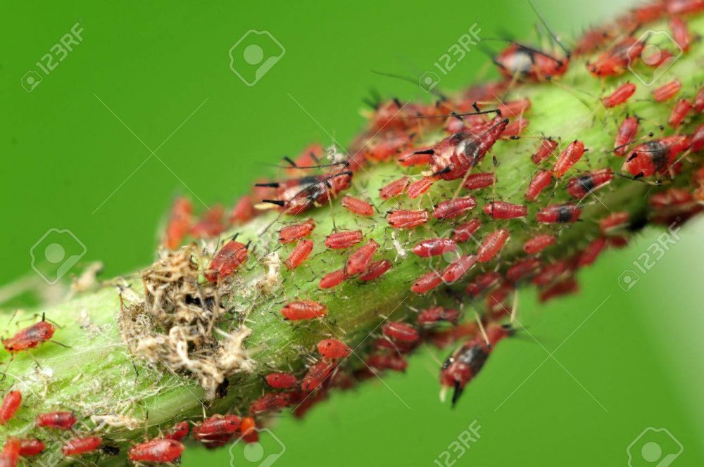 Червецы муравьев