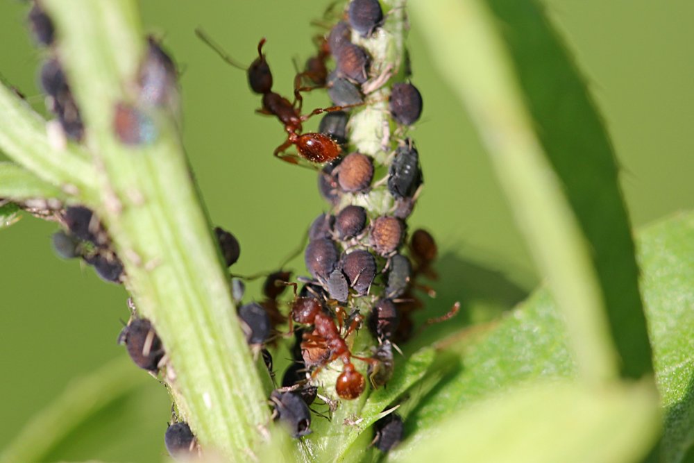 Симбиоз муравья и тли