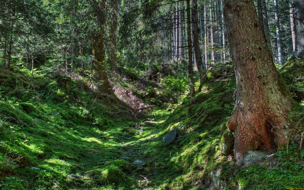 Реликтовый лес Сочи красная Поляна