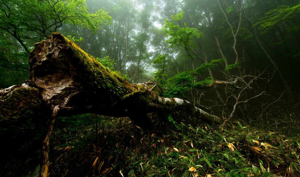Джунгли Окинава лес Янбару