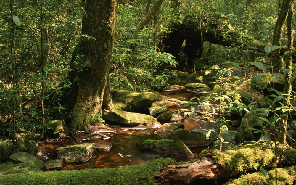 Растительный мир леса